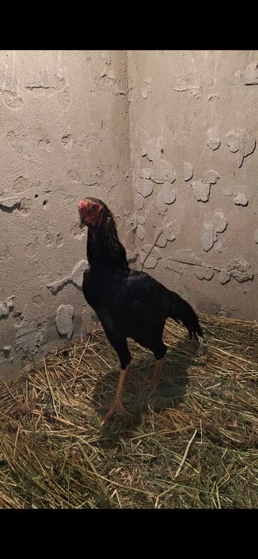куры доминанты: Продаю | Петух | Бойцовая | Для разведения — 2