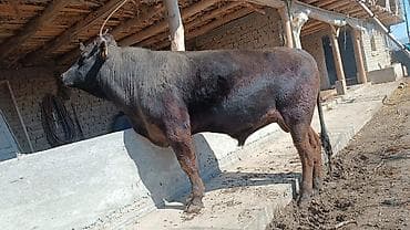 сколько стоит щенок овчарки: Продаю | Бык (самец) | На откорм | Племенные — 4