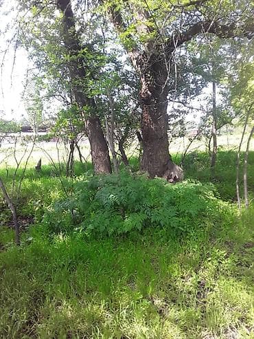 темир издегич: Продаю деревья обращаться по телефону — 8