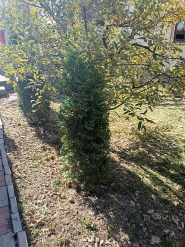 искусственный газон для мини футбольного поля цена бишкек: Туя — 10