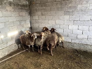 Аквариумдар: Продаю — 6