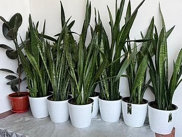 зелен: Сансевиерия (Sansevieria trifasciata, «тещин язык», «щучий хвост») в — 1