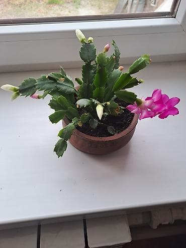 Комнатные растения: Декабрист (Schlumbergera) в горшке — комнатный цветок с зимним — 1