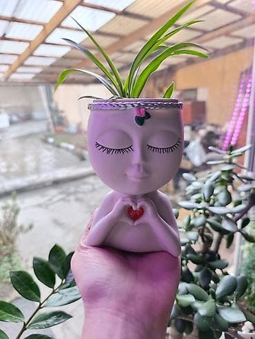 хризантема в горшке купить: Очаровательный хлорофитум и денежное дерево в прекрасном кашпо! Для — 3