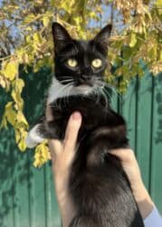 американская енотовая кошка: Кошка даром: Беспородная, 1 год, Девочка, Кастрирована, Приучена к лотку, Проглистована — 5