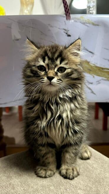 королевский док: Скотиш Страйт (Шотландская прямоухая), 3 месяца, Мальчик, Приучена к лотку — 3