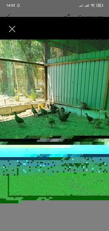 Животные: Продам молодых охотничьих фазанов — 2