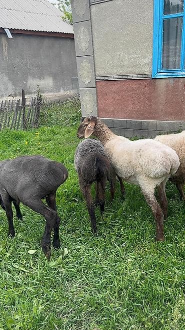 продам голубей: Продаю | Ягненок | Для разведения — 4