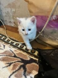 кролик декоративный: Очень ухоженная но помотанная кошечка дворняжка напоминает породу — 4