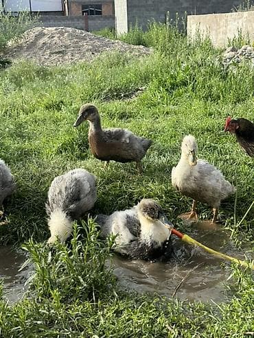 тай бээ: Бройлерные мясные утки - Возраст: 1 месяц - Порода: бройлерная — 4