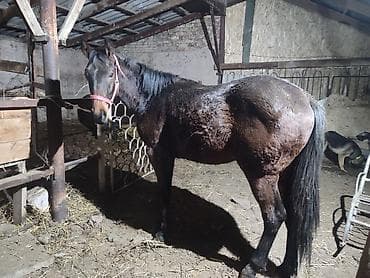 дончак жеребец: Продаю | Жеребец | Полукровка | Конный спорт | Племенные — 3