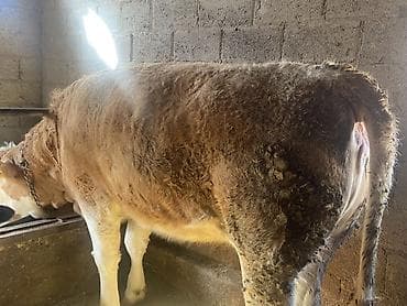 Птицы: Продаю | Тёлка | Симментальская | На откорм, На забой, Для разведения | Племенные — 1