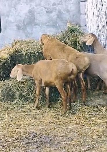 отдам котят в добрые руки: Продаю | Овца (самка) | Арашан — 1