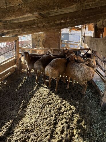 отдам в добрые руки собаку: Продаю | Баран (самец) | Арашан, Гиссарская — 2