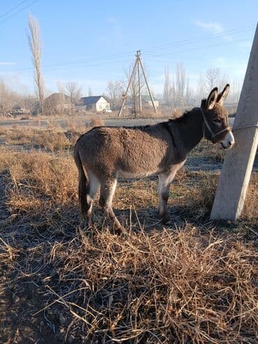 собаки для охраны: Осёл, 3 года. Спокойный, ручной, ходит в недоуздке, подходит для — 1