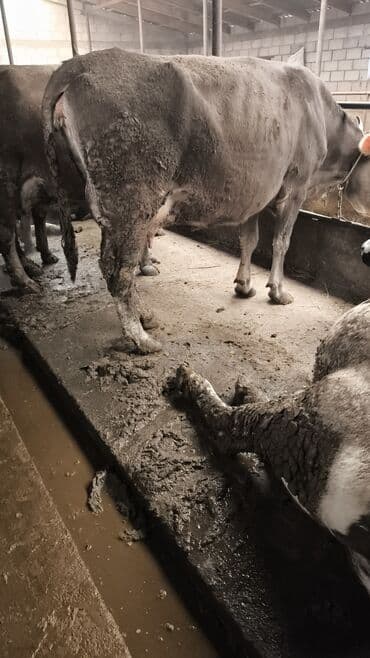 Паркет: Сатам | Уй (ургаачы) | Алатоолук | Сүт алуу үчүн | Байланган — 4