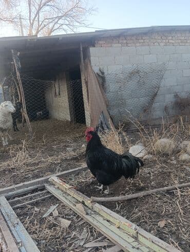 отдам собака: Продаю | Куры | Для разведения — 2