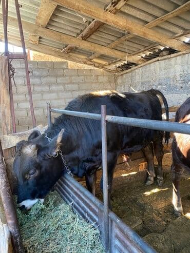 продаю музоо торпок корова самка бык самец айрширская ангус алатауская на забой для разведения на откорм племенные нетель привязанные: Сатам | Бука (эркек) | Швиц | Бордоп семиртүү үчүн | Байланган — 1