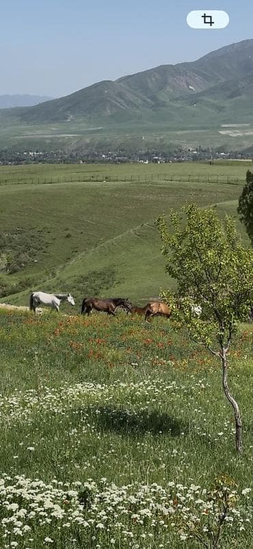 Спорт и хобби: Бишкек шаарынан 16 км аралыгында Арчалы айылында жайгашкан. Кымыз — 9