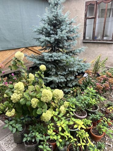 декоративный голубой ель: Голубая ель срочно — 2