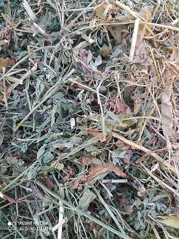 тюки с поля: Сено в тюках - Заготовлено в прямоугольные тюки, плотная прессовка — 4