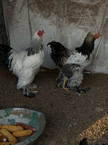 Петушки Брама 9 мес