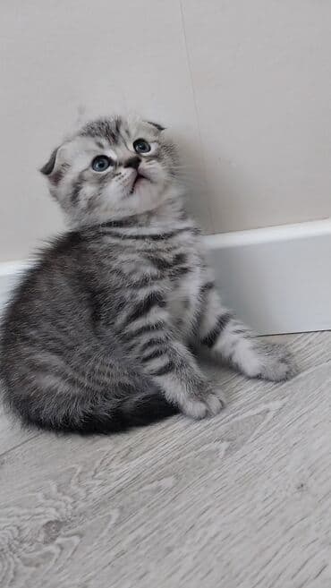 в добрые руки собаку: Шотландский вислоухий котёнок (Scottish Fold), окраса серебристый — 4