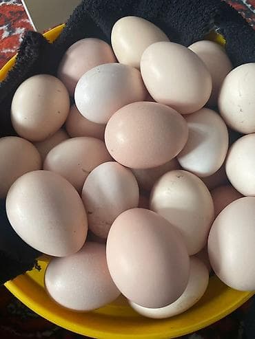 перепелинные яйца: Домашние куриные яйца - Свежие, натуральные, разнокалиберные. - — 1