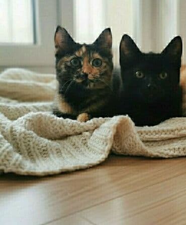 кот вислоухий: 3 месяца, Девочка, Приучена к лотку, Проглистована — 1