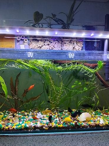 рыбки аквариумные бишкек: Аквариумный комплект с верхним биофильтром и LED-подсветкой - — 3