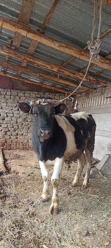 герефорд бык: Продаю | Бык (самец) | Для разведения | Искусственник — 2