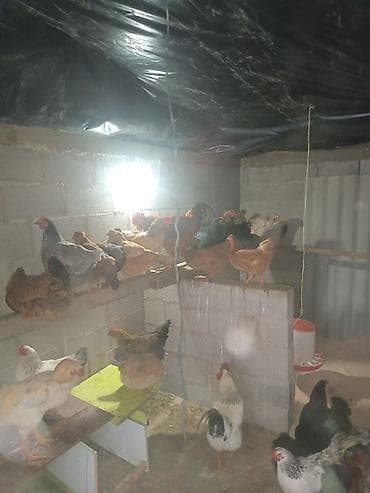 циплята бройлер: Сатам | Тооктор, Короздор | Союуга, Көбөйтүү үчүн, Жумуртка туудуруу үчүн — 1