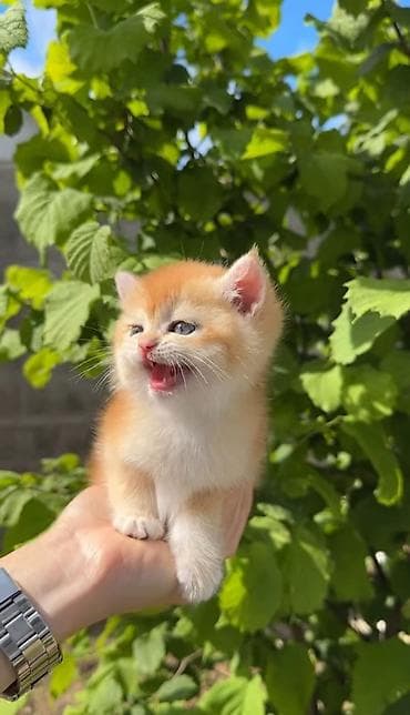 сфинкс цена: Породистые котята золотого окраса - Милые короткошёрстные котята — 4