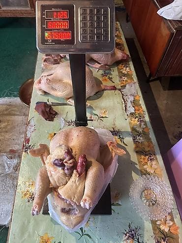 аммофос 50 кг цена бишкек: Индюктар сатылат кг 600 сом 5 кгдан 16 кг га чейин бар — 3