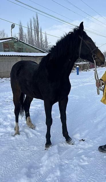 Продаю | Конь (самец)