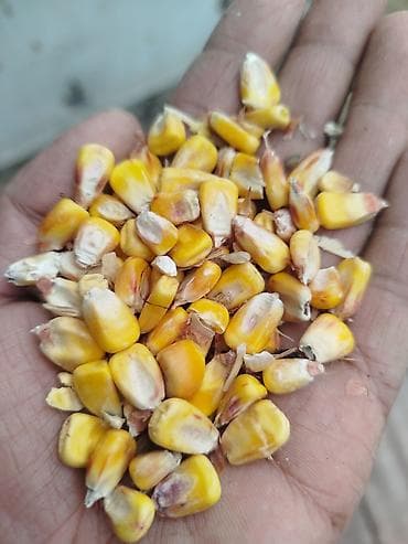 3 тонна журогу сатылат сорт Маямикургак дареги Карабалтада