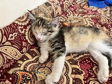 пит: Кошка даром: Беспородная, 2 месяца, Девочка, Приучена к лотку — 4