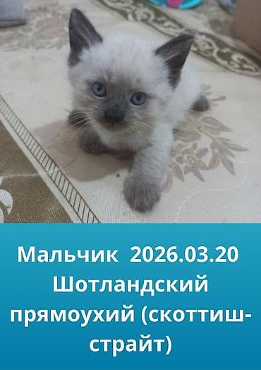 Продажа кошек: Скотиш Страйт (Шотландская прямоухая), 2 месяца, Мальчик, Белый, Приучена к лотку, Проглистована, С прививками — 3