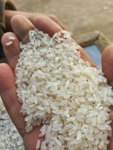 рисовые отруби: Рис круглый, күрүч Рис шлифованный в упаковках по 25 кг. Доставка с — 5