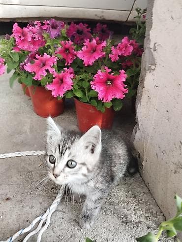 котенок даром: Кошка даром: Беспородная, Мальчик — 5