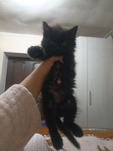 британская вислоухая кошка: Кошка даром: Беспородная, 2 месяца, Мальчик, Приучена к лотку — 3