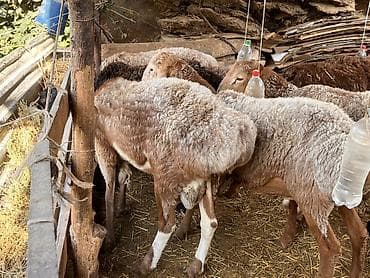 козу сатылат бишкек: Сатам | Ургаачы кой (ургаачы), Кочкор (эркек) — 1