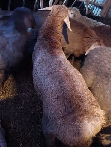 тай кони: Продаю | Овца (самка) | Для разведения | Матка — 5