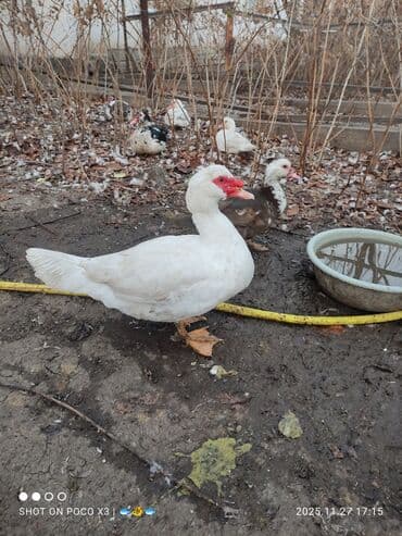 tuxedo порода кошек цена: Селезни и уточки двух линий на племя в Канте и Чолпон-Ате, есть чисто — 2