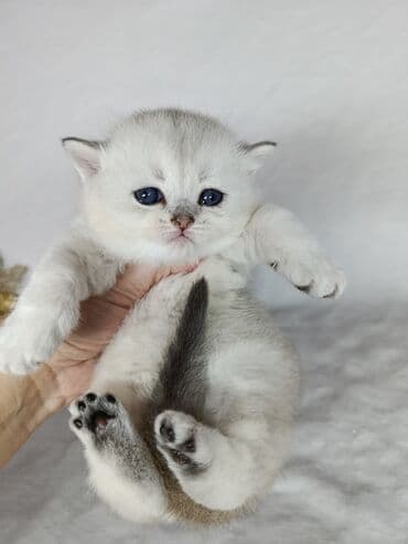 абиссинская кошка бишкек: Скотиш Страйт (Шотландская прямоухая), 2 месяца, Девочка, Золотая шиншилла — 4