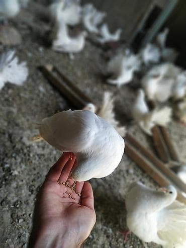 яйца павлина: Продаю голубей породы "павлин" оптом от 500 сом. Декоративные голуби — 2