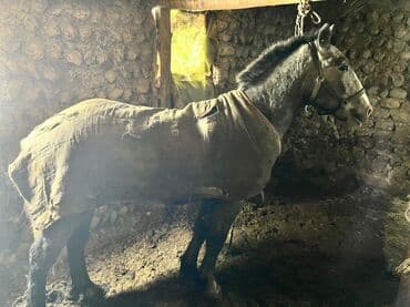 товары для животных: Продаю | Кобыла (самка), Жеребенок | Рабочий, Конный спорт | Мерин — 4