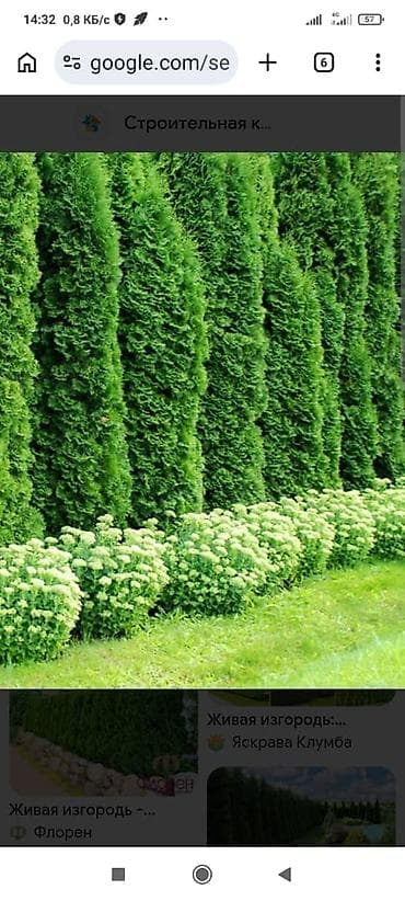 Семена и саженцы: Живая изгородь из туи (туя западная, сорта типа Смарагд/Брабант) - — 3