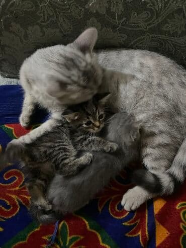 мейн кун бишкек питомник lyubushka купить котенка цена фото: 2 месяца, Девочка, Приучена к лотку — 4