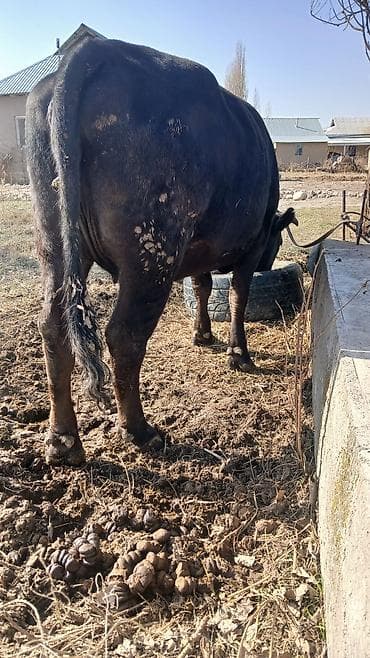 Башка жаныбарлар: Сатам | Уй (ургаачы) | Көбөйтүү үчүн | Бооз — 8